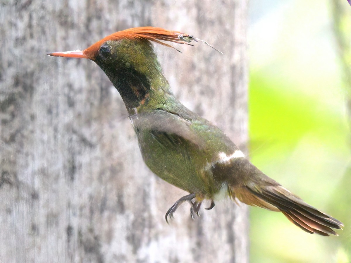 Rufous-crested Coquette - ML643051237