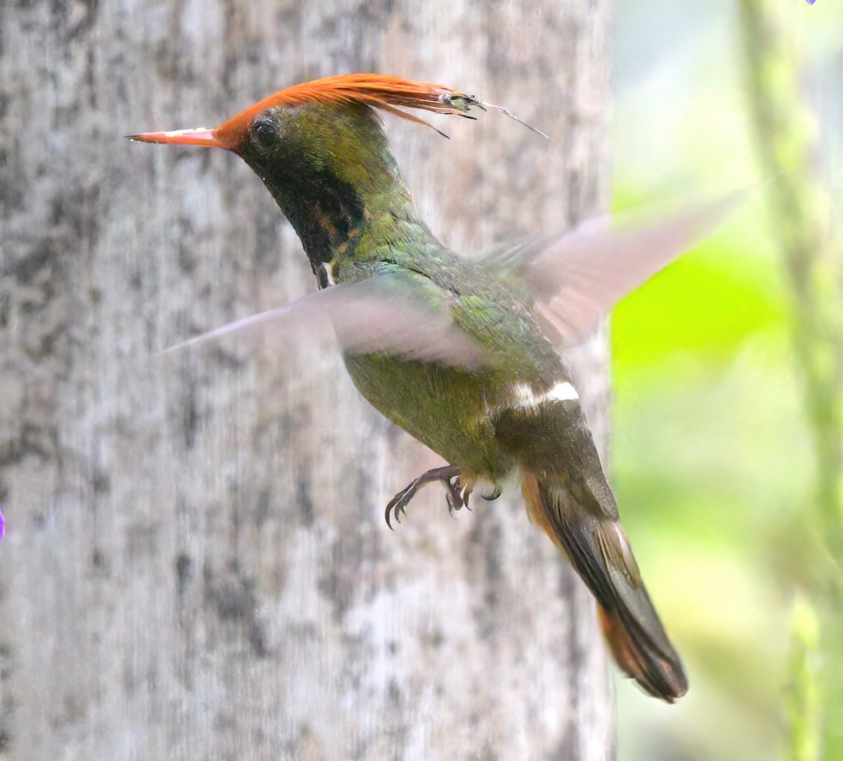 Rufous-crested Coquette - ML643051238