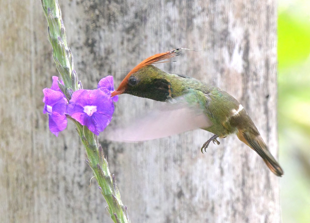 Rufous-crested Coquette - ML643051240