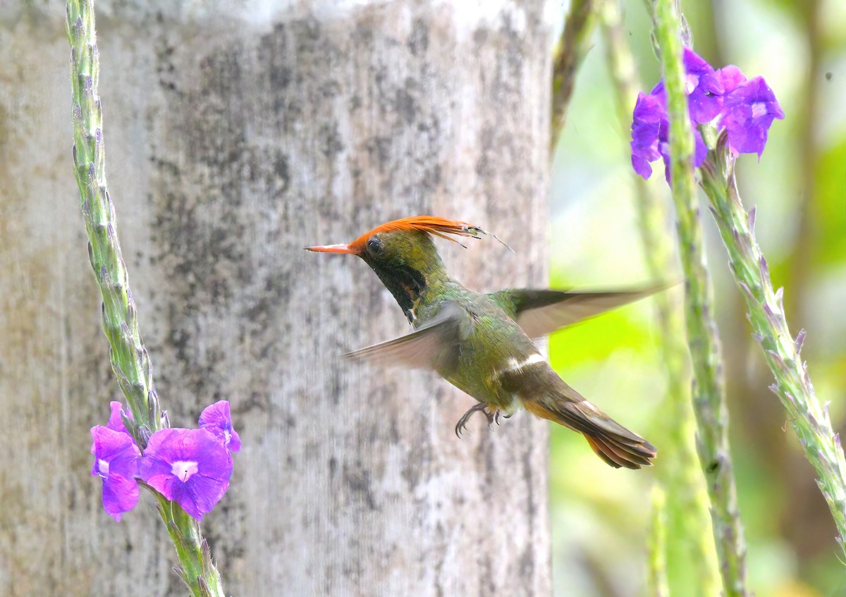 Rufous-crested Coquette - ML643051241