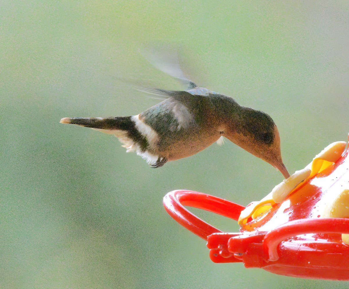 Rufous-crested Coquette - ML643051242