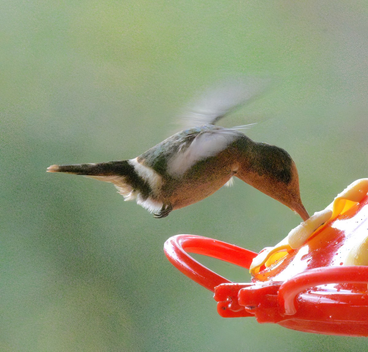 Rufous-crested Coquette - ML643051243