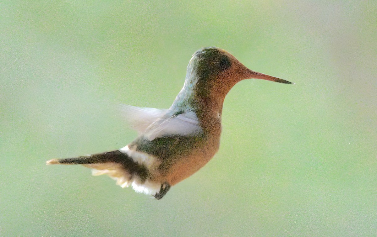 Rufous-crested Coquette - ML643051244