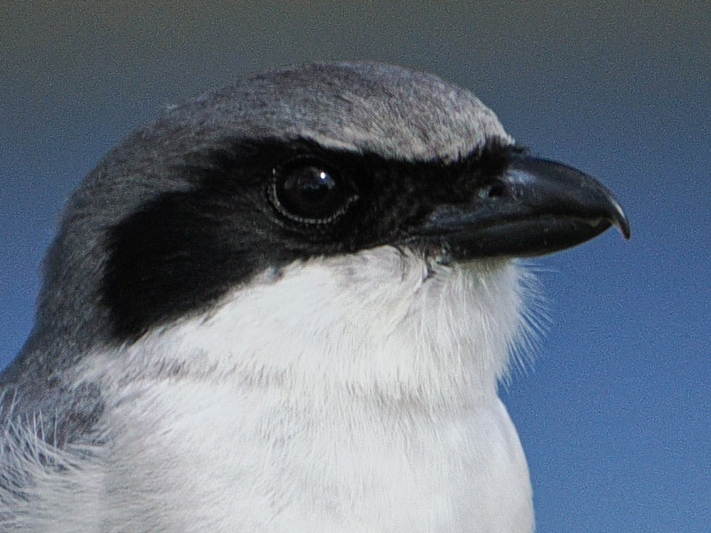 Loggerhead Shrike - ML643051245