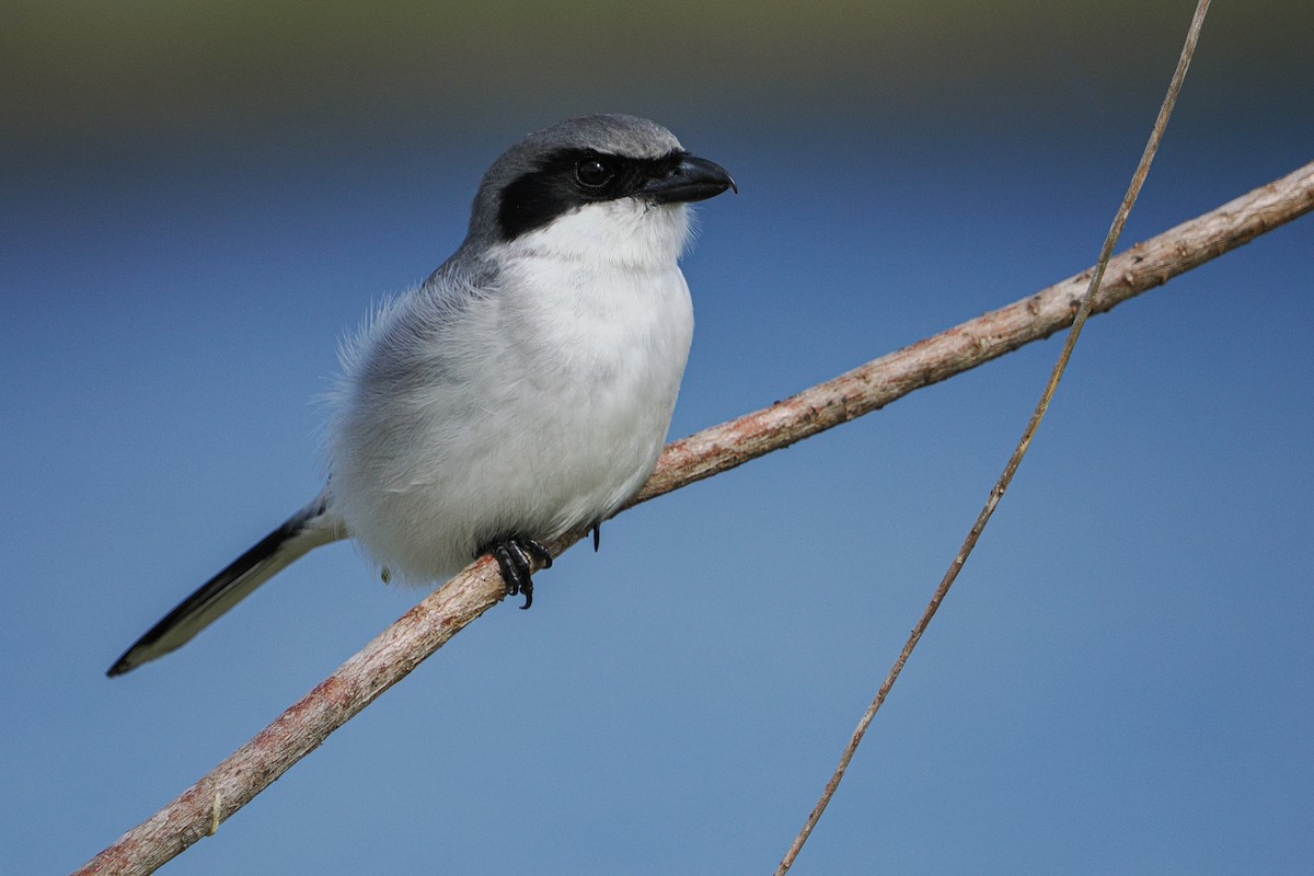 Loggerhead Shrike - ML643051246