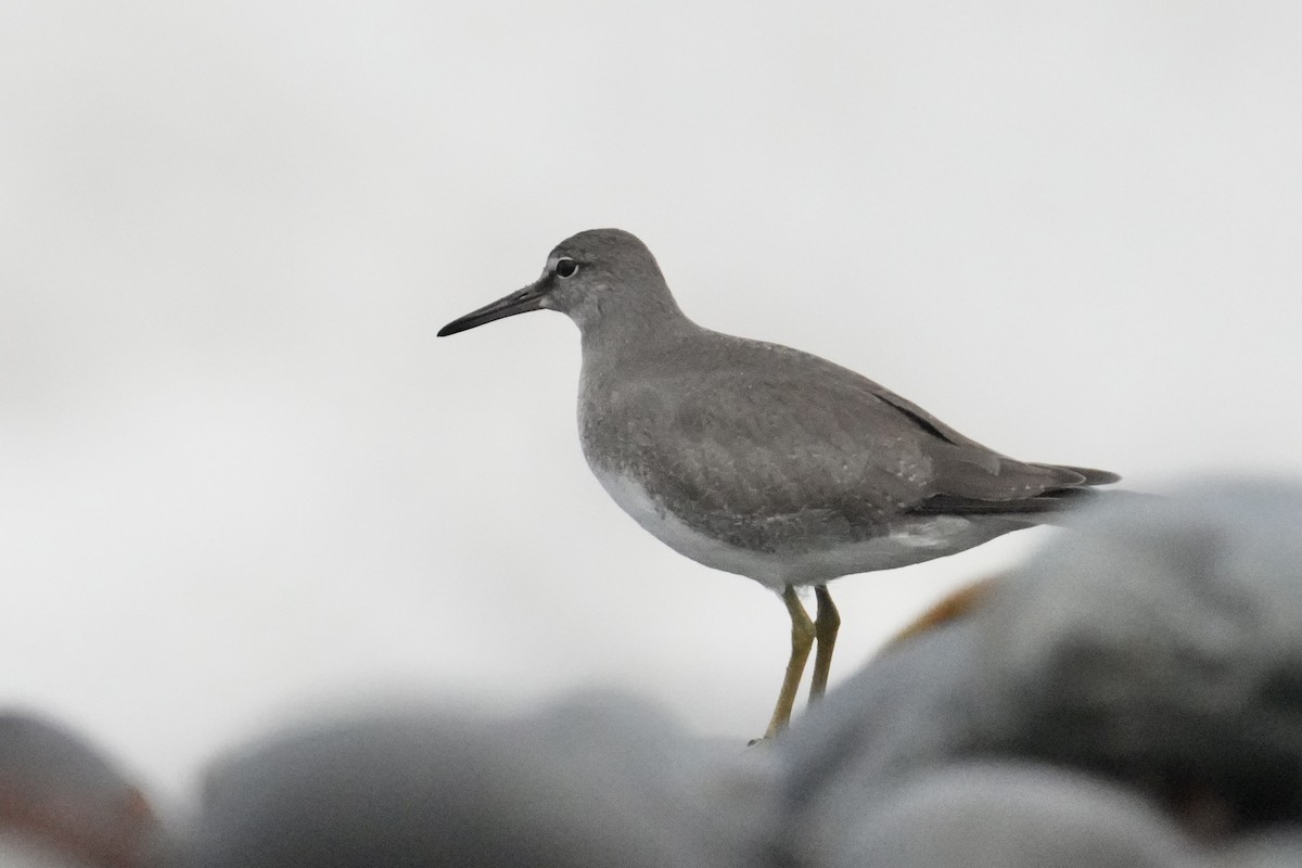 Wandering Tattler - ML643051248