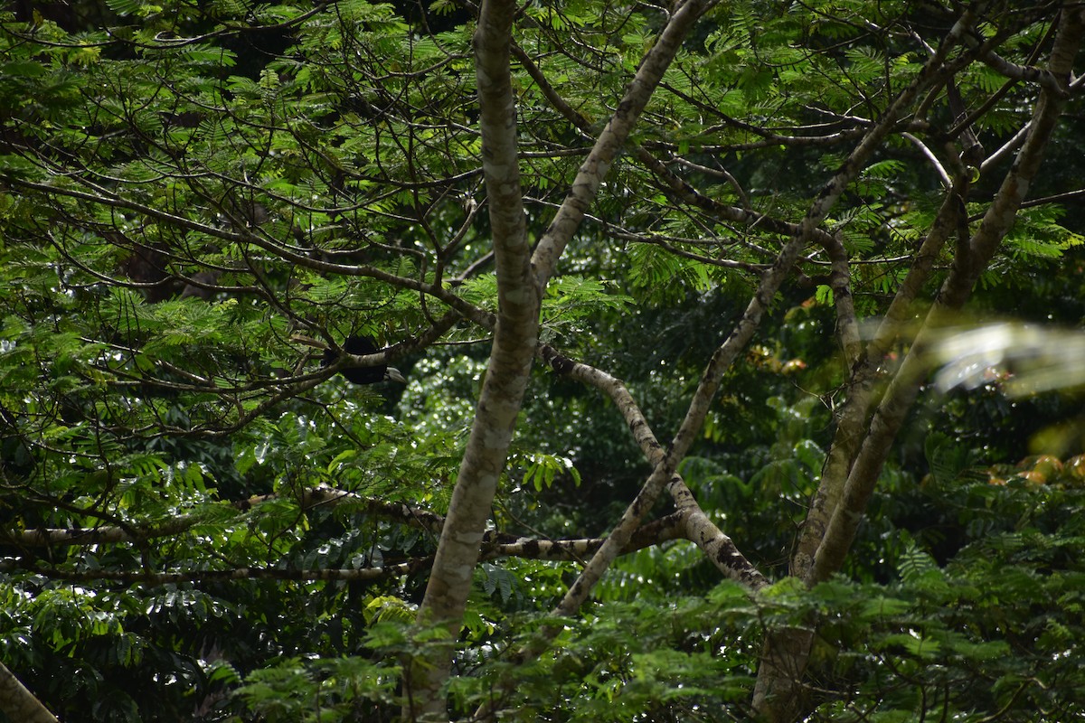 Cálao de Palawan - ML643051255