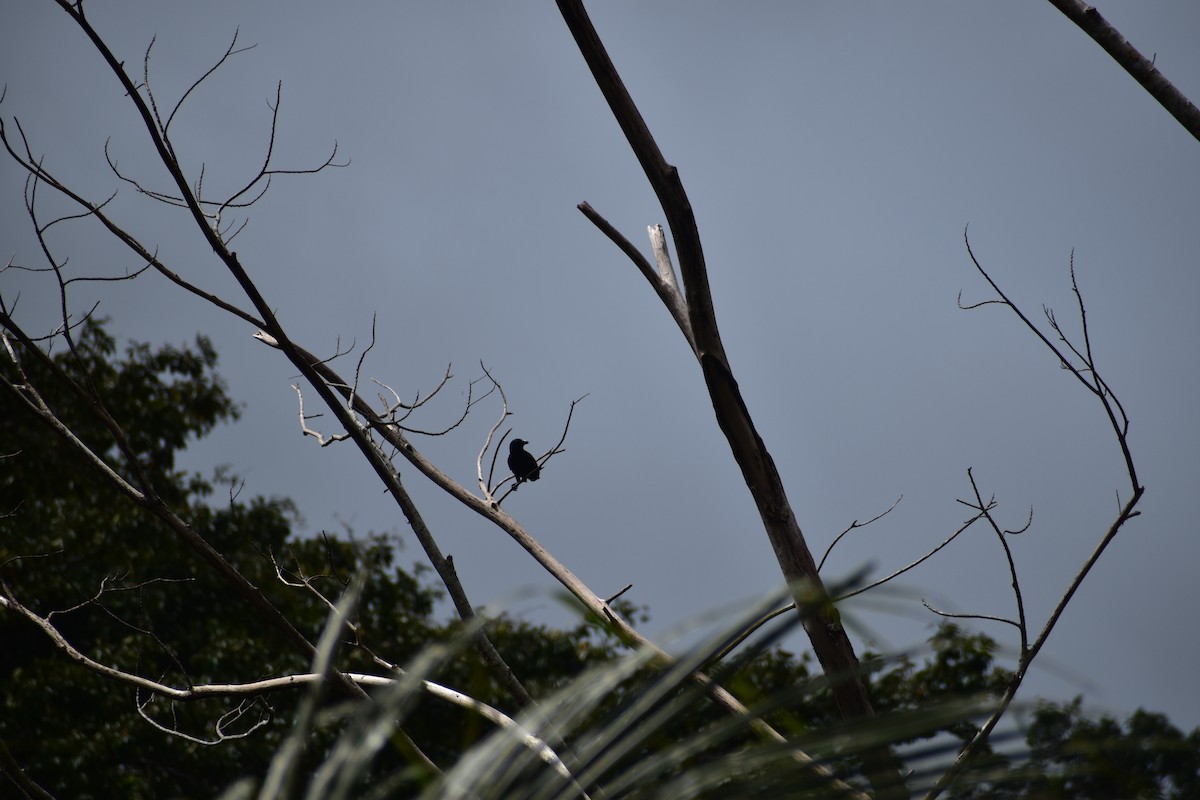 Palawan Crow - ML643051262
