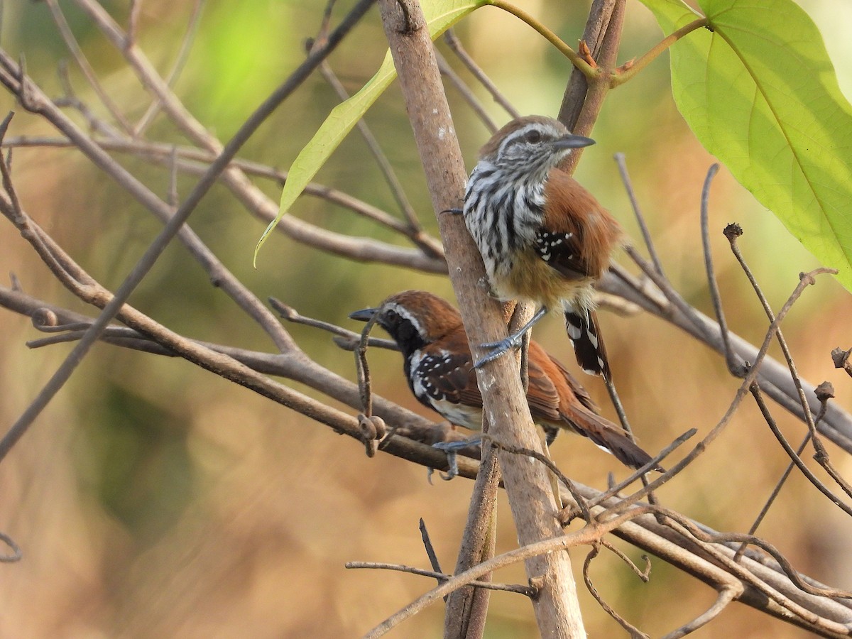 Rusty-backed Antwren - ML643051270