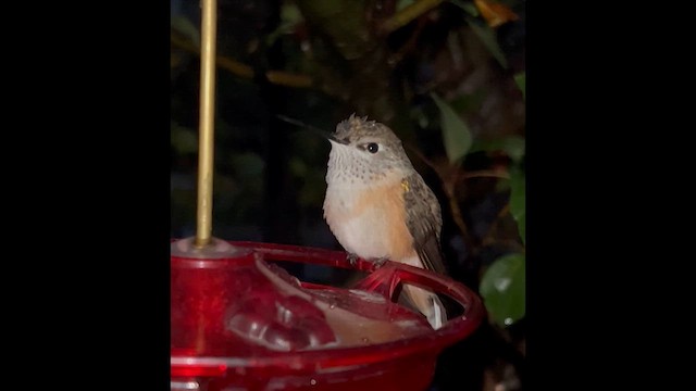 Broad-tailed Hummingbird - ML643051273