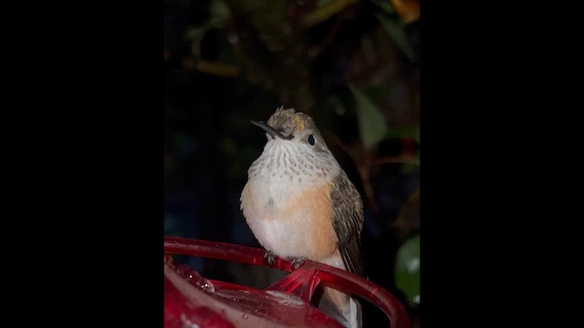 Broad-tailed Hummingbird - ML643051277