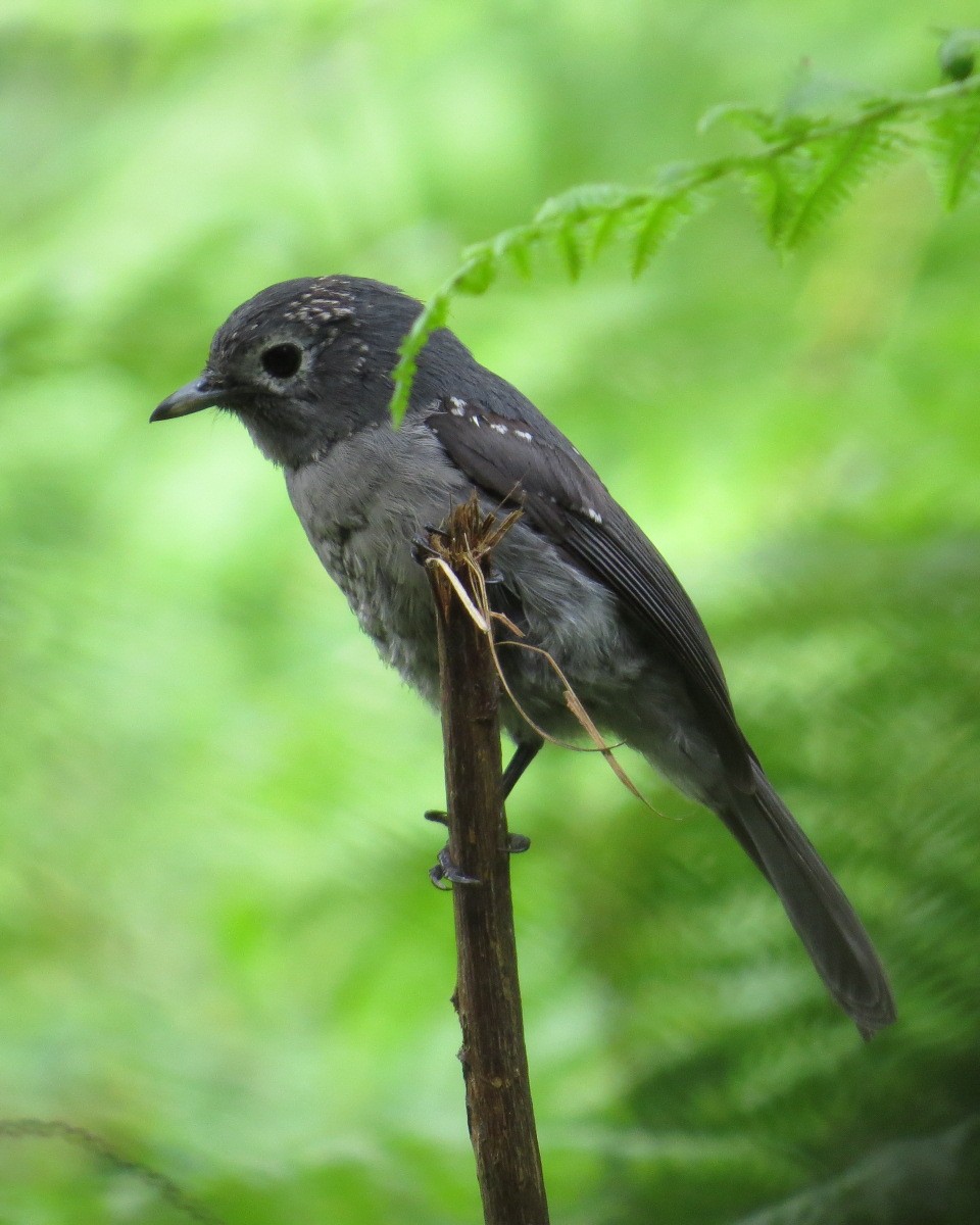 White-eyed Slaty-Flycatcher - ML643051279
