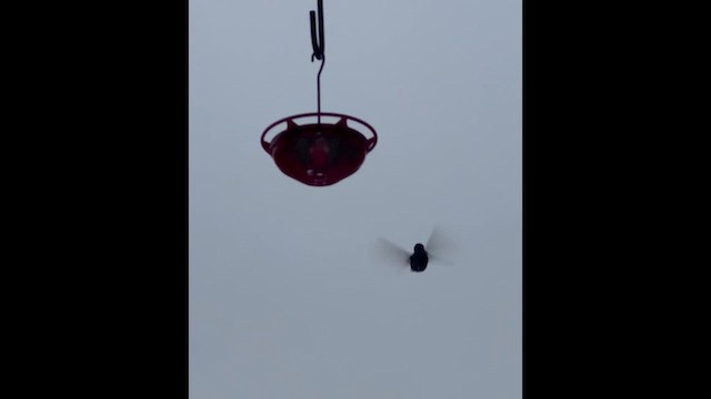 Broad-tailed Hummingbird - ML643051280