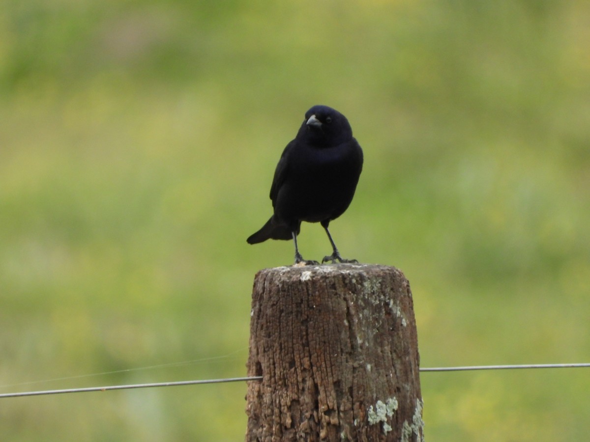 Shiny Cowbird - ML643051300