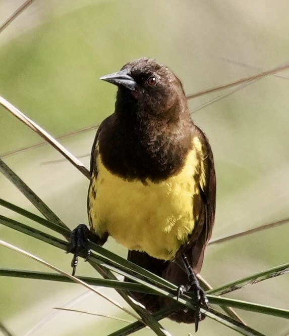 Brown-and-yellow Marshbird - ML643051310