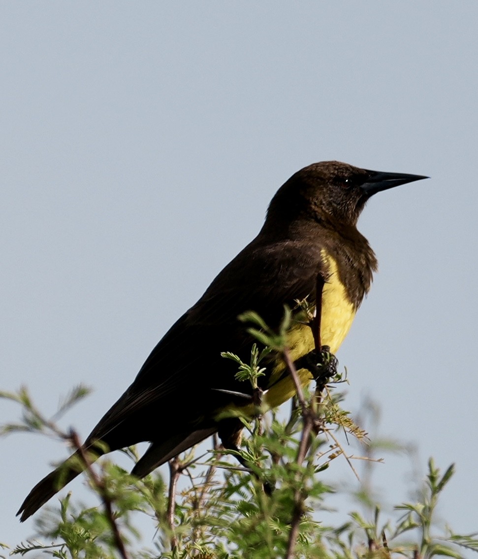 Brown-and-yellow Marshbird - ML643051311