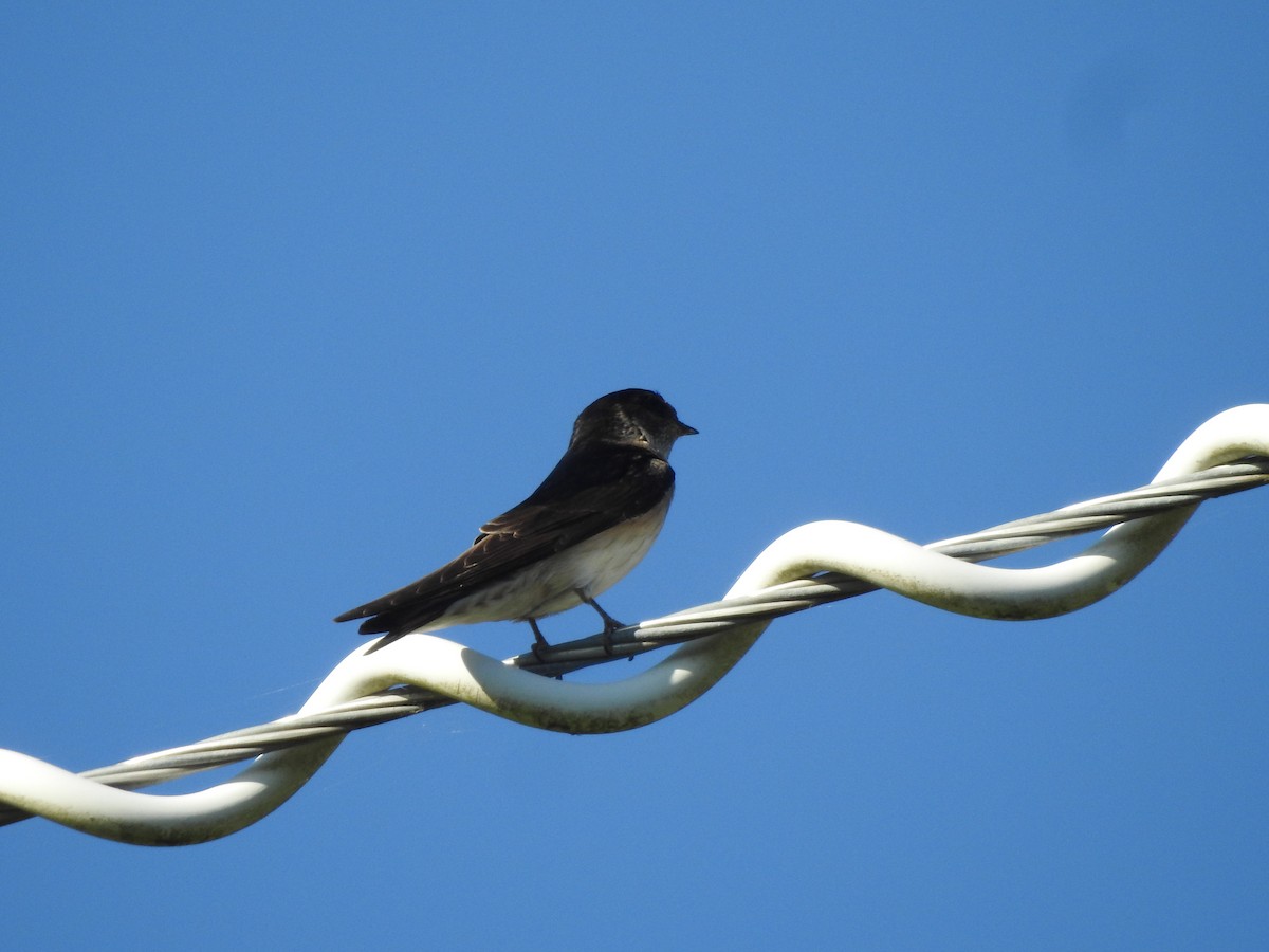 Tree Martin - ML643051316