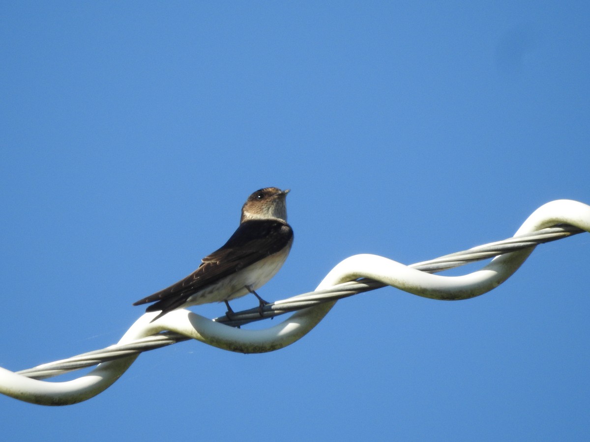 Tree Martin - ML643051317