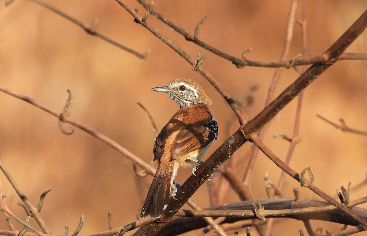 Rusty-backed Antwren - ML643051318