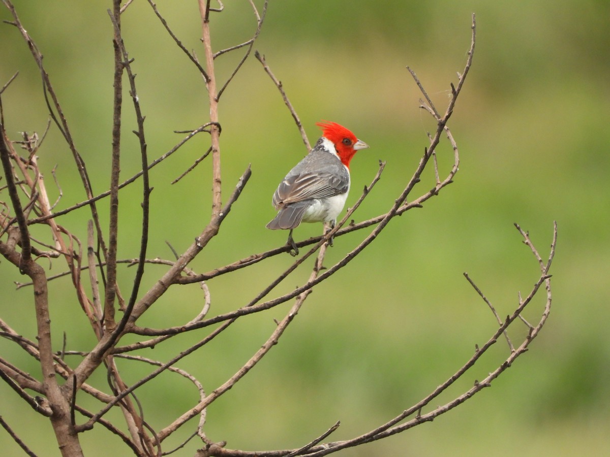 Red-crested Cardinal - ML643051324