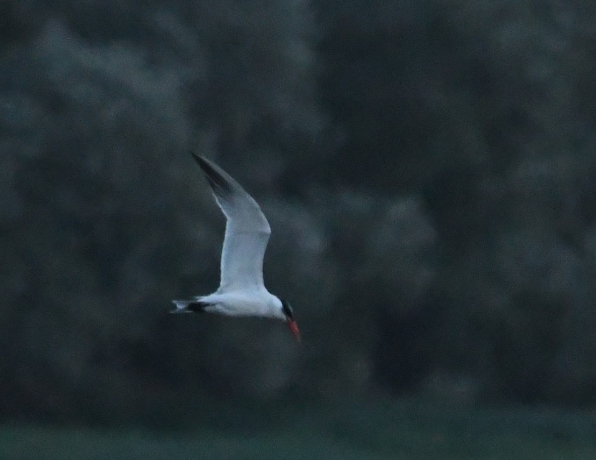 オニアジサシ - ML643051346