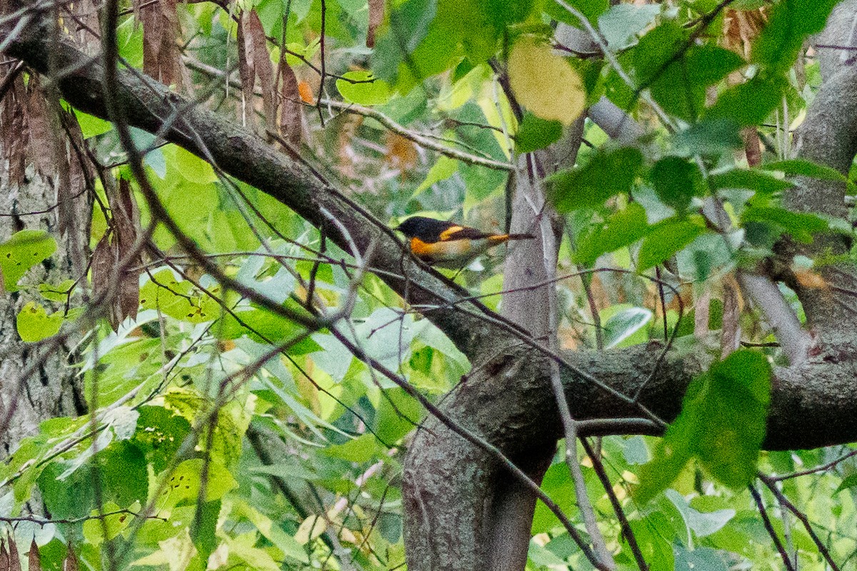 American Redstart - ML643051356