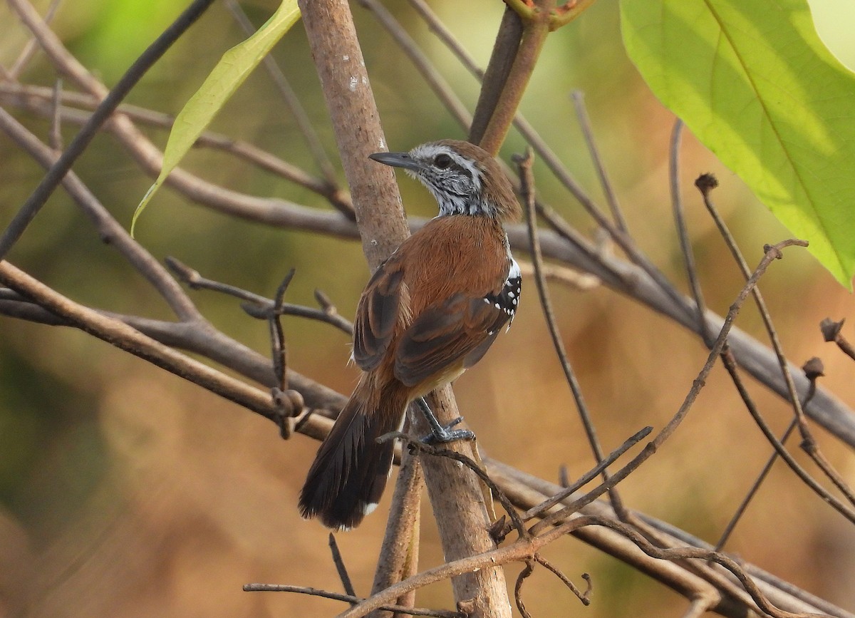 Rusty-backed Antwren - ML643051360