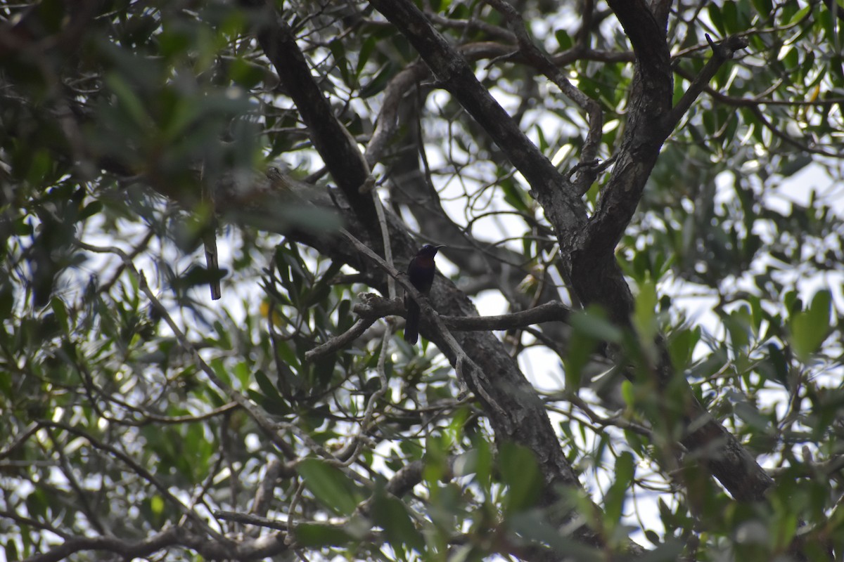 Copper-throated Sunbird - ML643051377