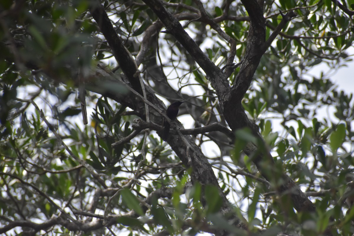 Copper-throated Sunbird - ML643051378