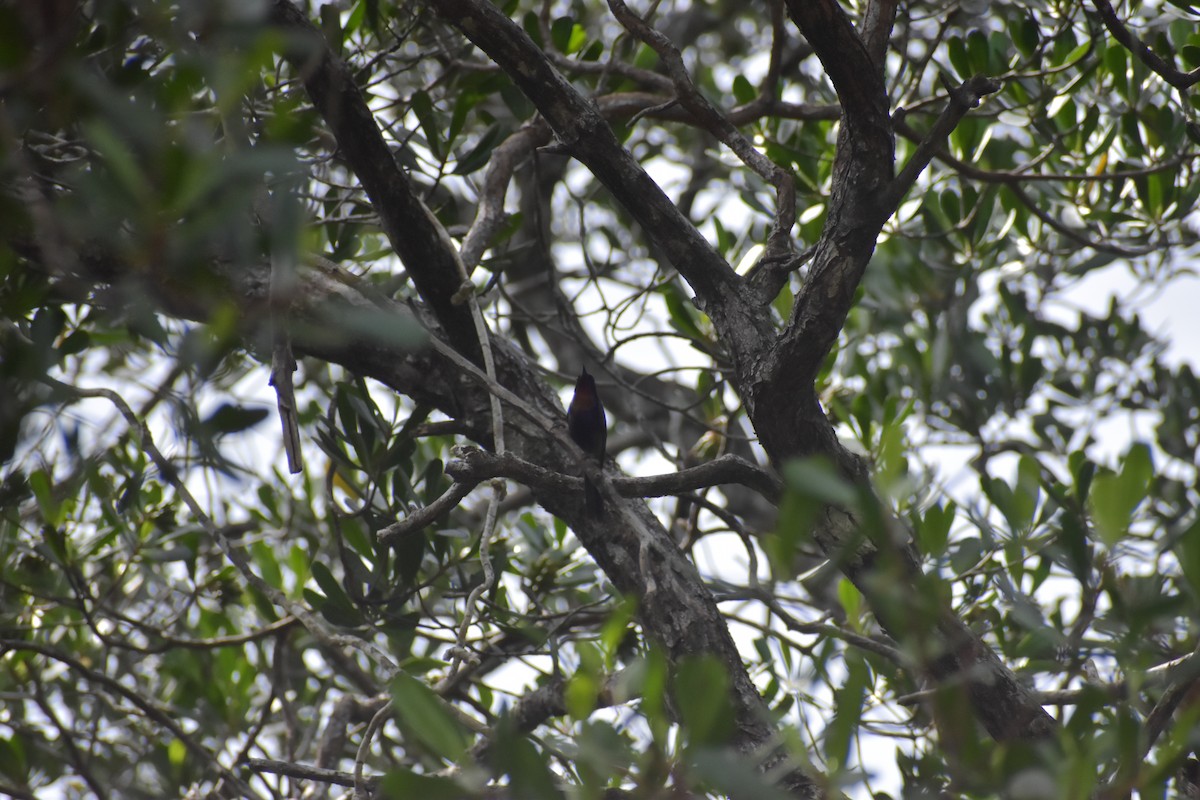 Copper-throated Sunbird - ML643051379