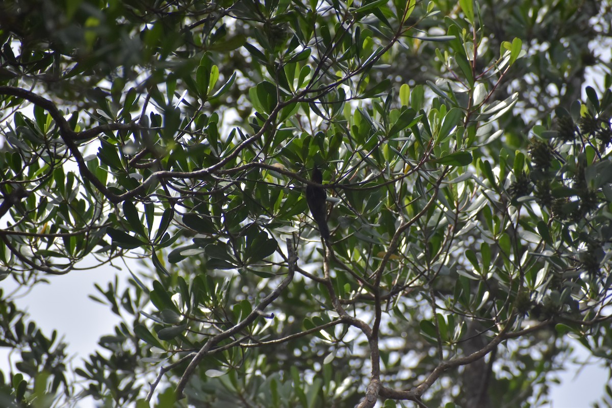 Copper-throated Sunbird - ML643051393