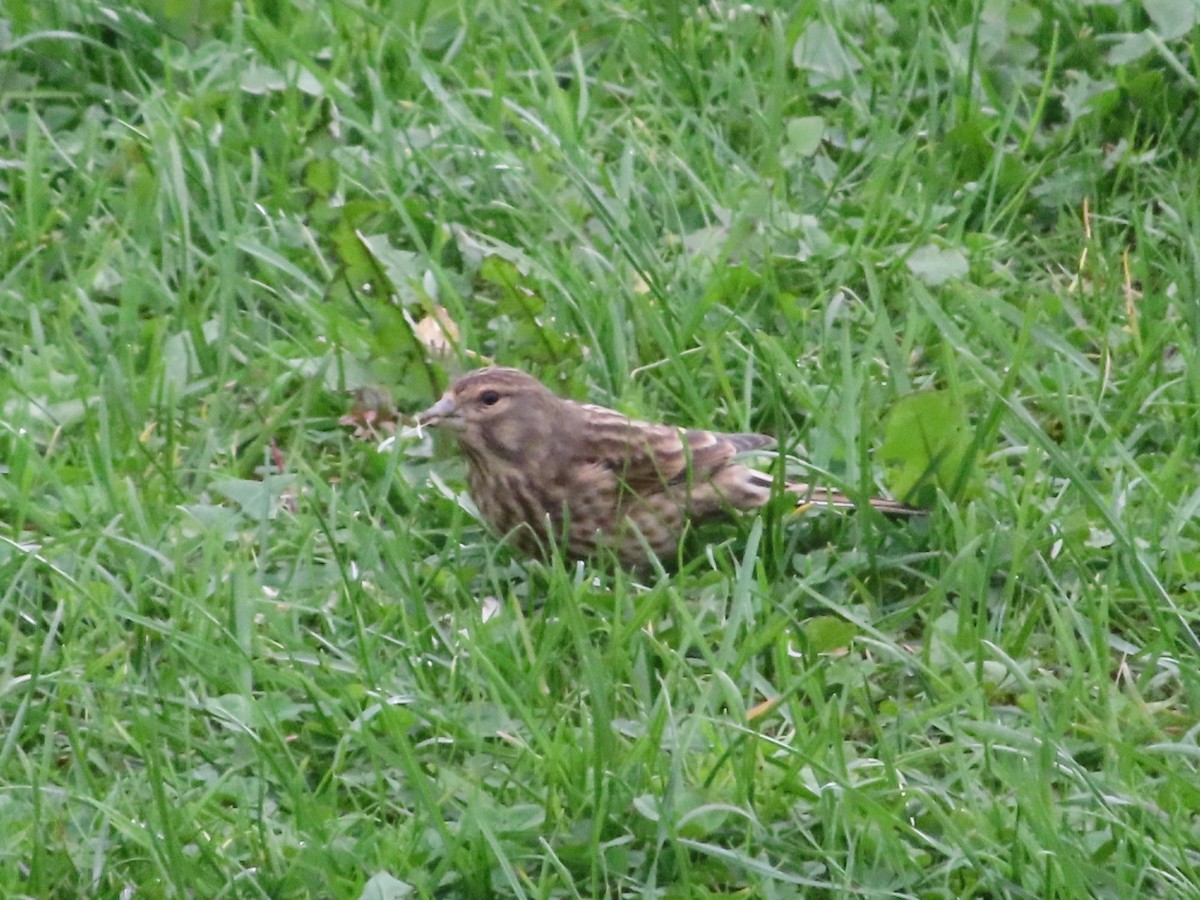 Eurasian Linnet - ML643051404