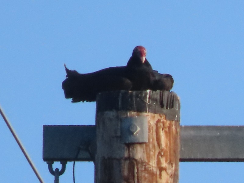 Turkey Vulture - ML643051434