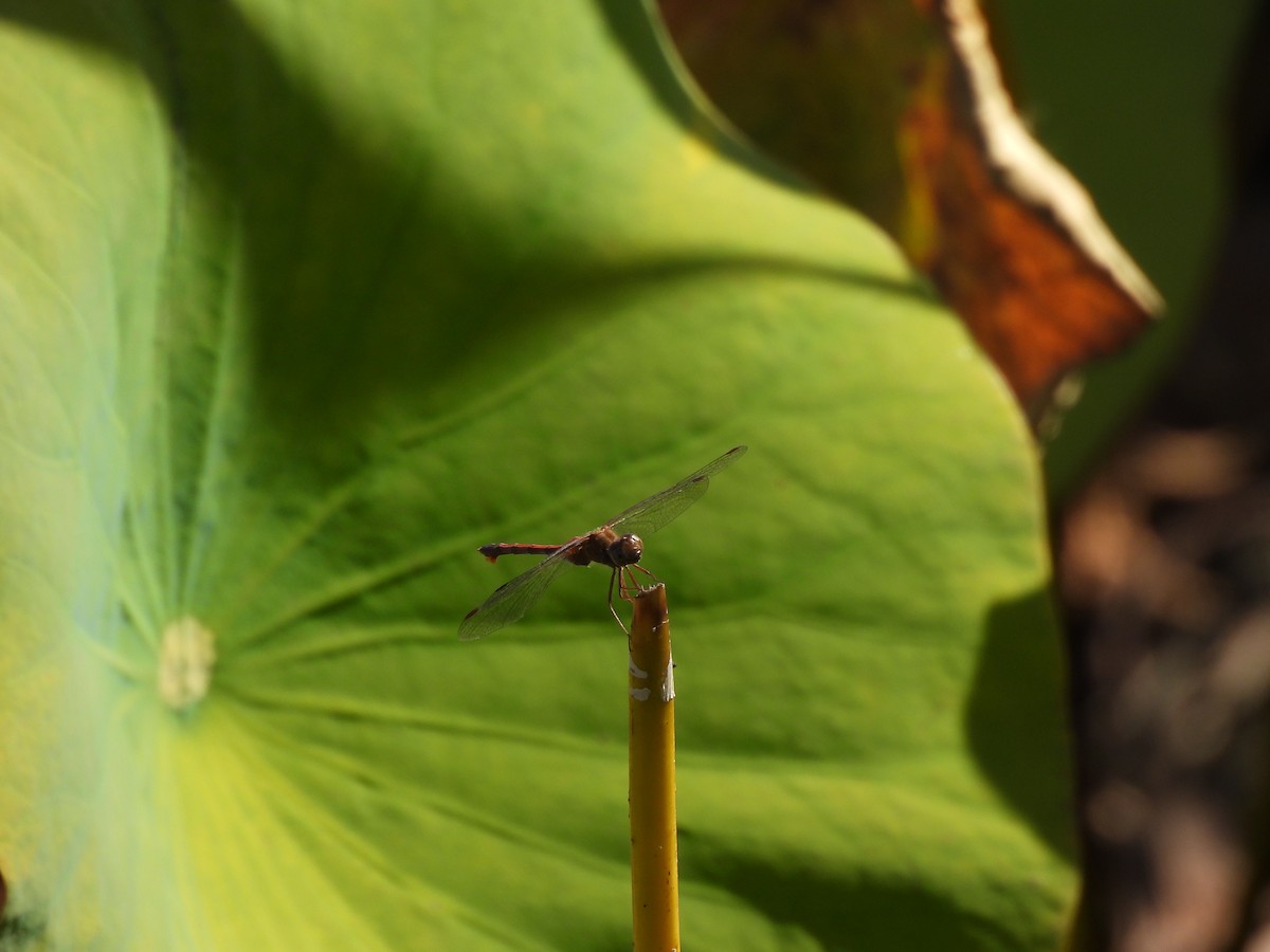 Animals - ML643051456