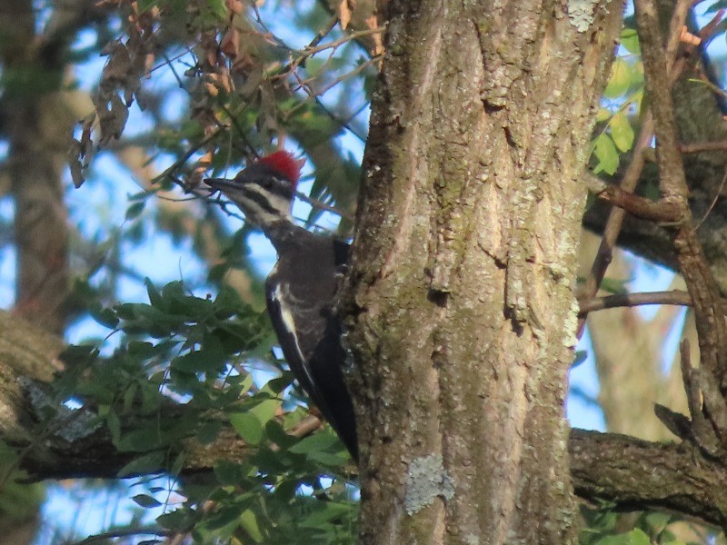 Pileated Woodpecker - ML643051466