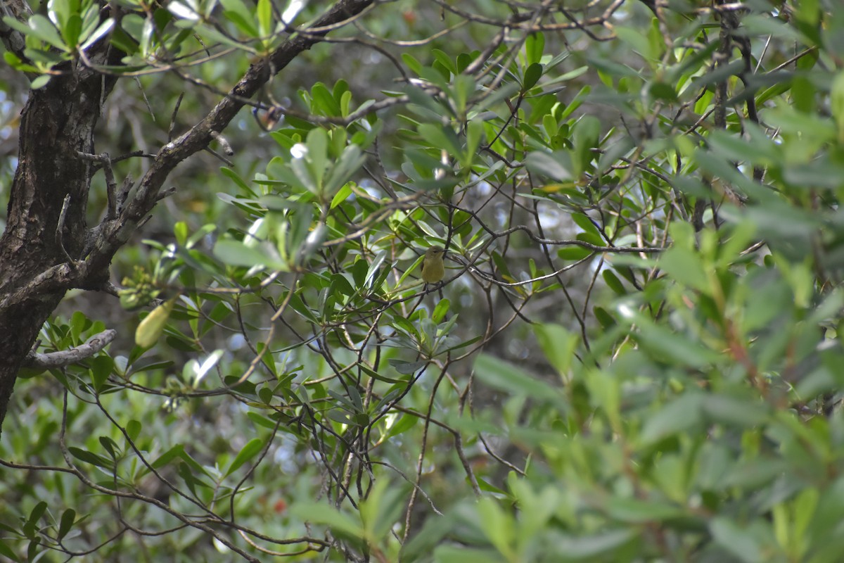 Palawan Sunbird - ML643051482