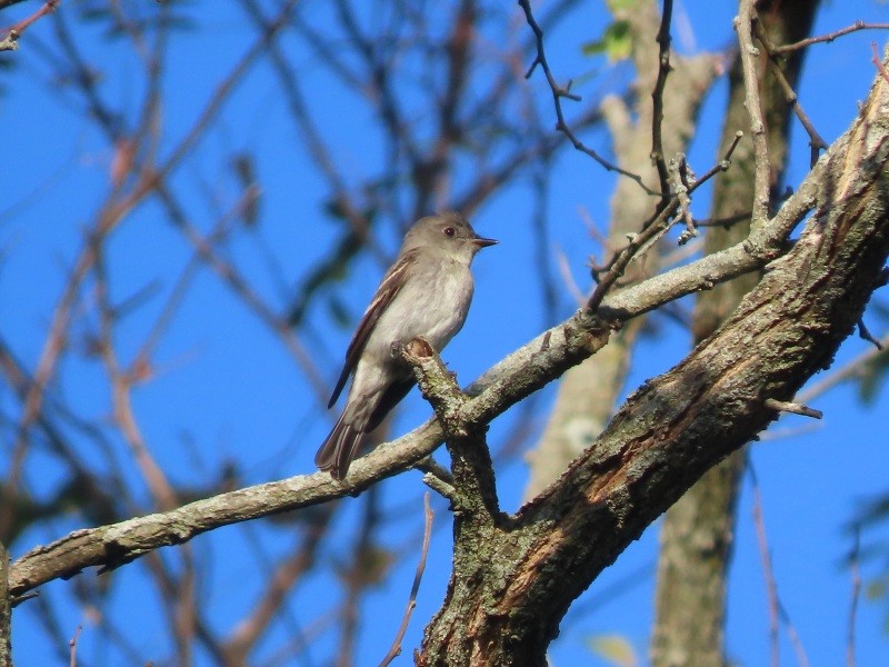 Eastern Wood-Pewee - ML643051484