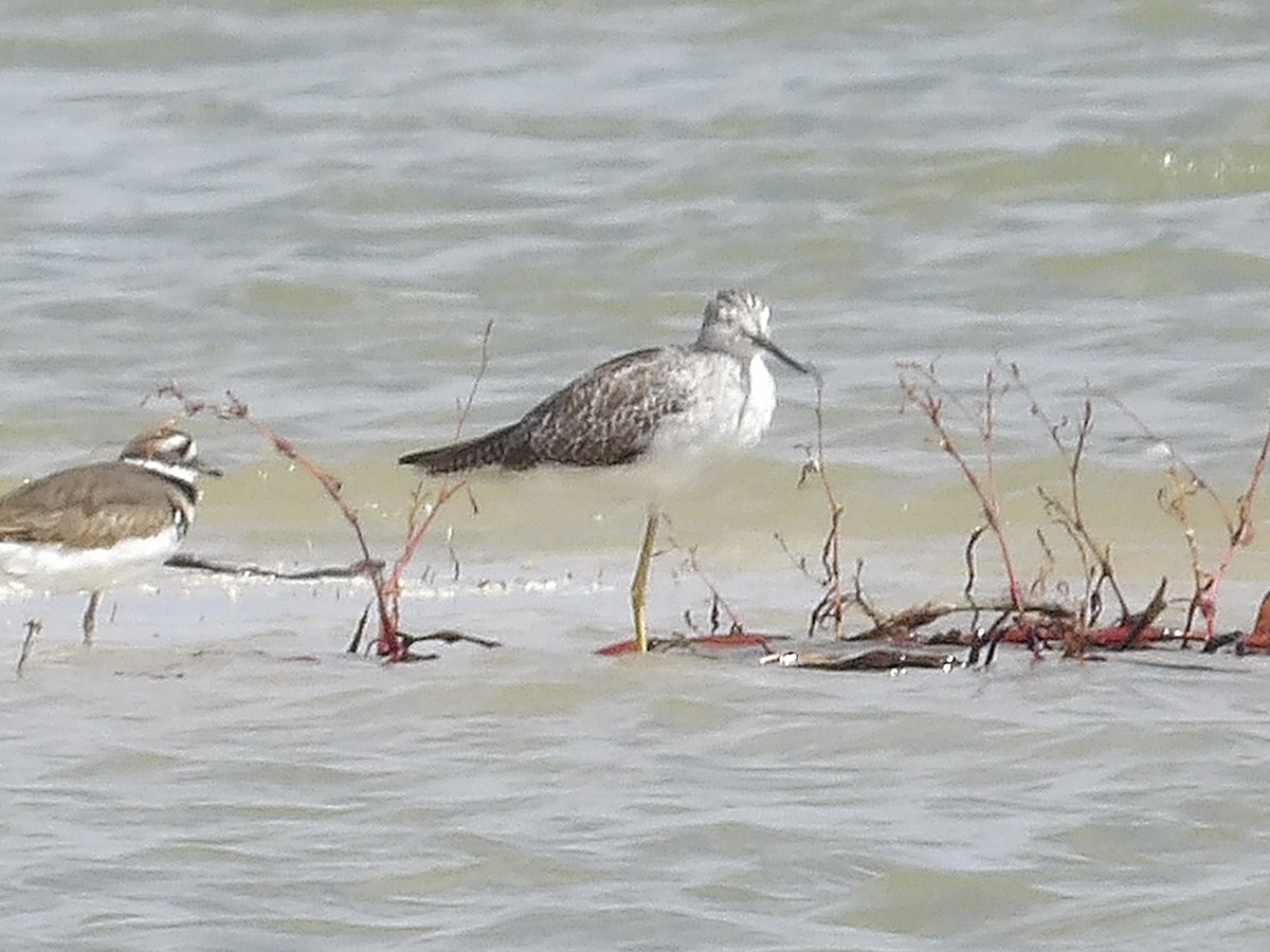 Greater Yellowlegs - ML643051491