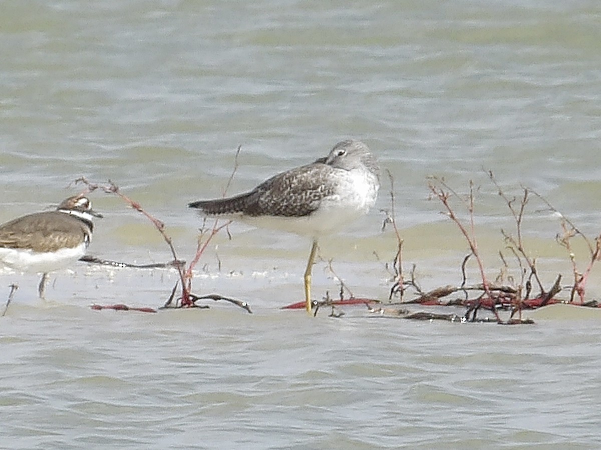 Greater Yellowlegs - ML643051492