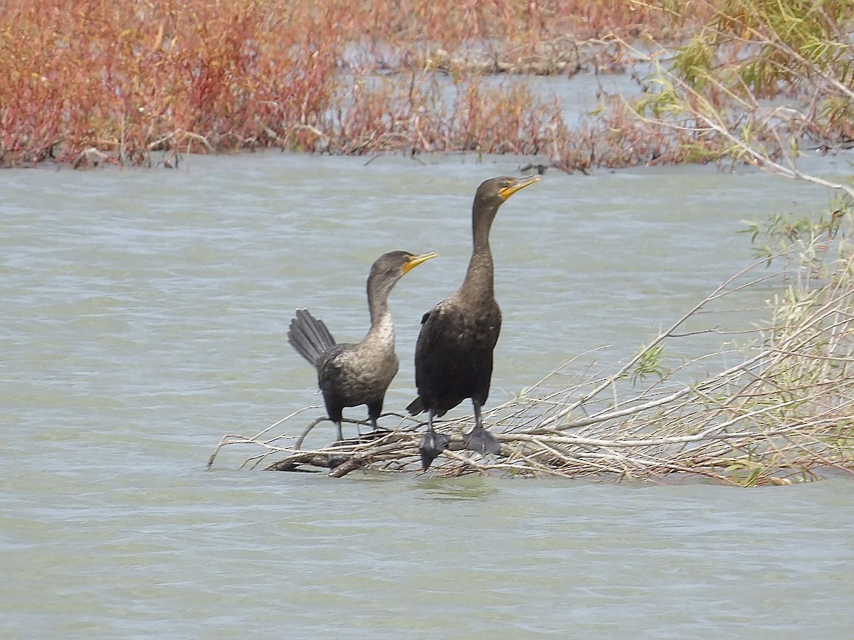 Double-crested Cormorant - ML643051495