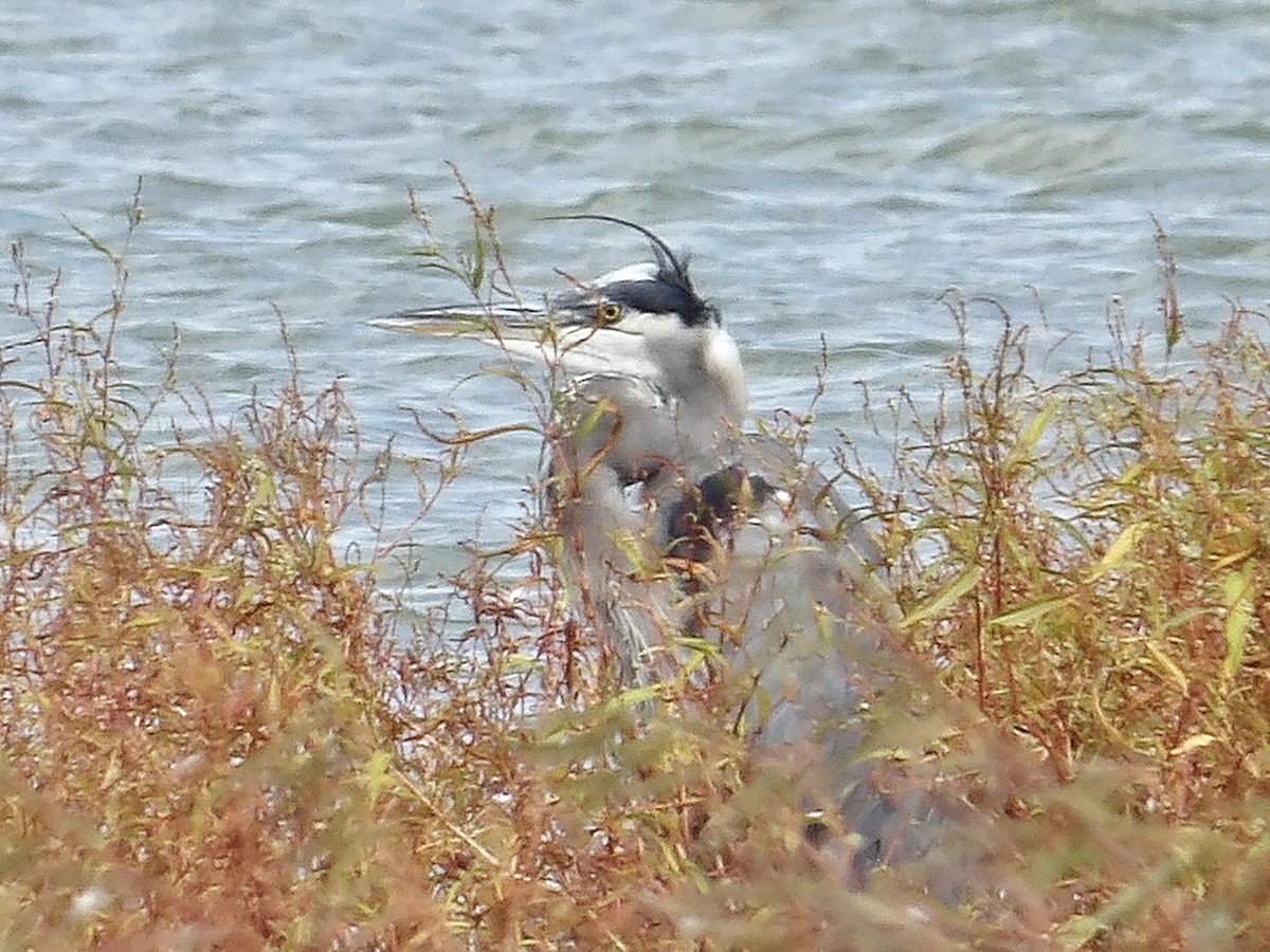 Great Blue Heron - ML643051505