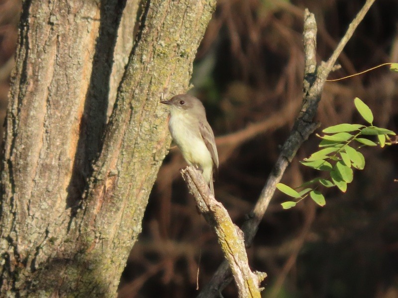 Eastern Phoebe - ML643051506