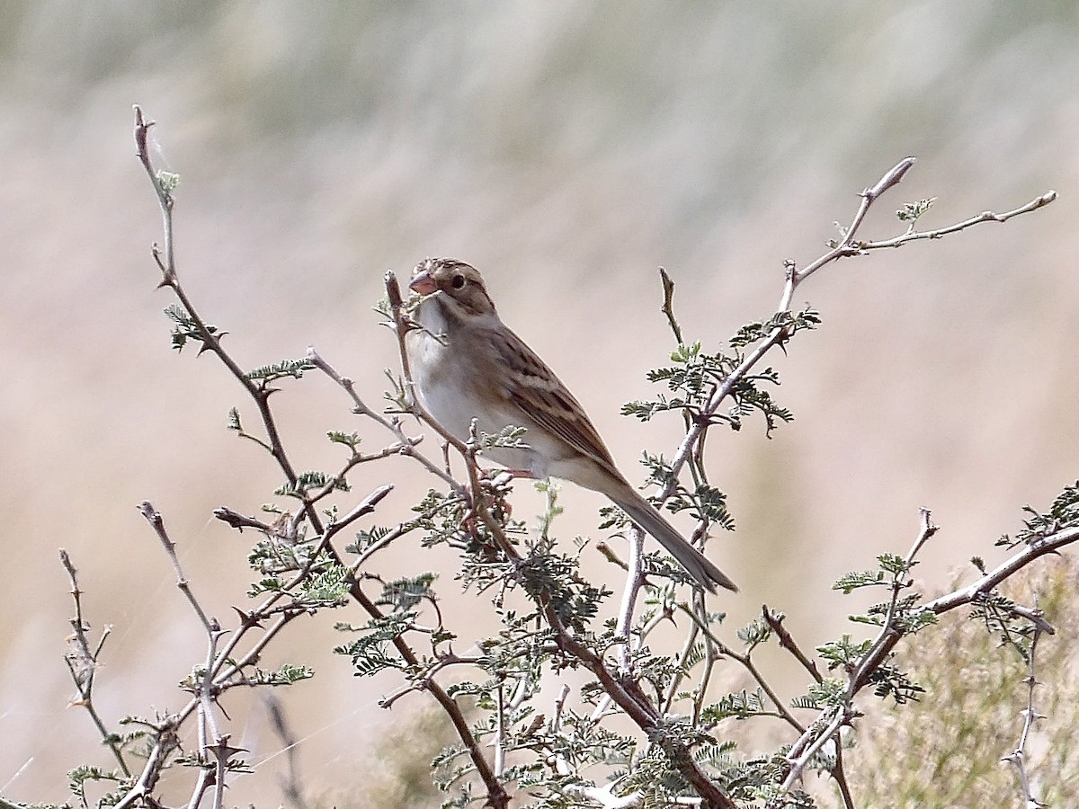 Clay-colored Sparrow - ML643051522