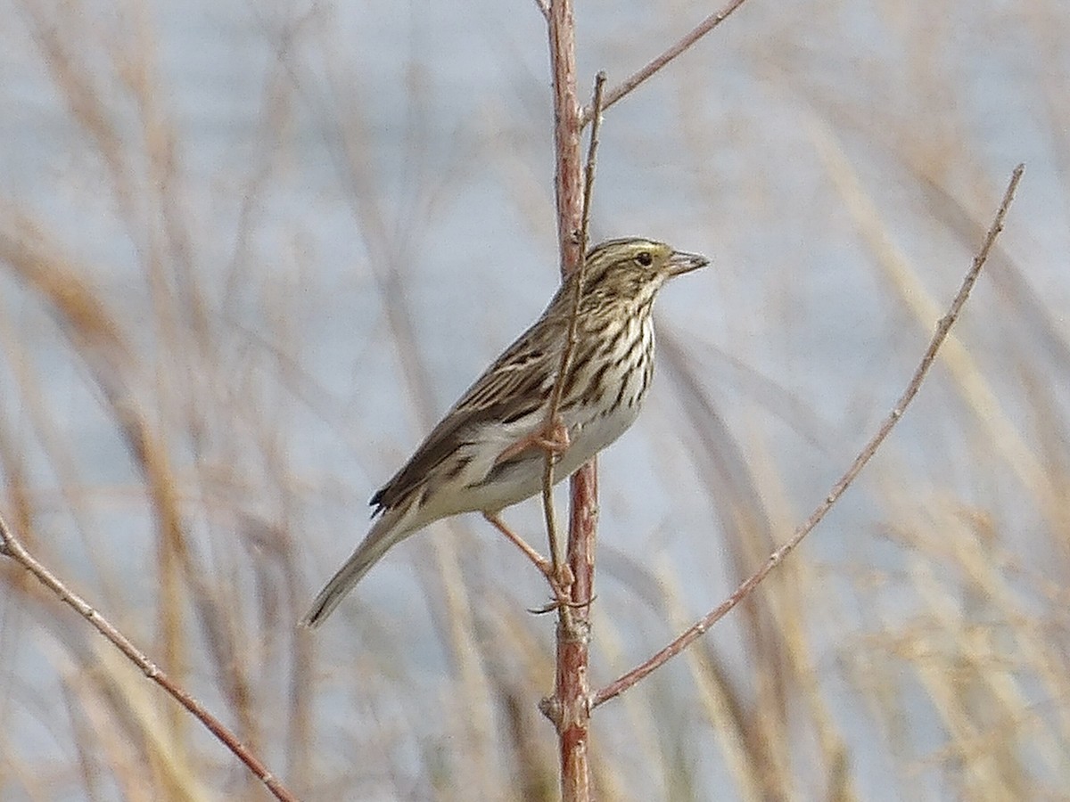 Savannah Sparrow - ML643051524