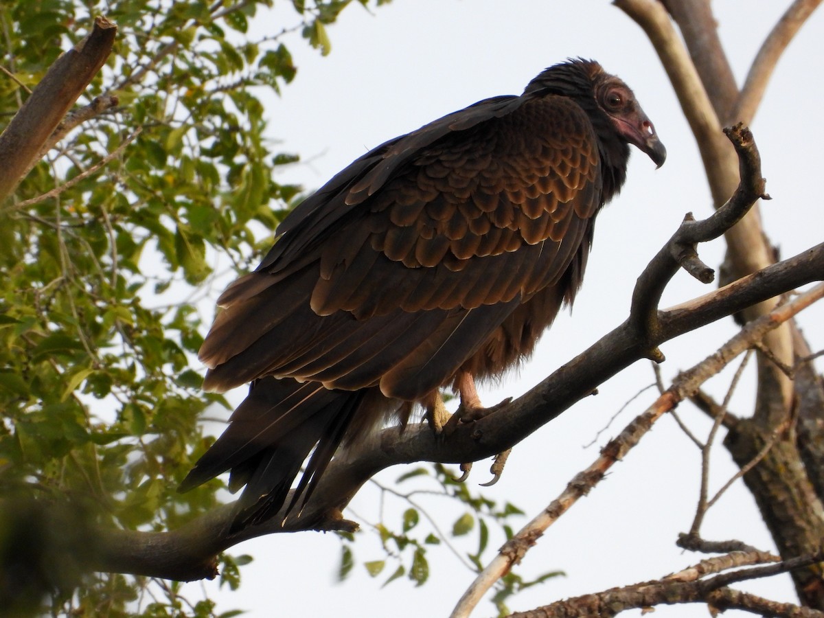 Turkey Vulture - ML643051525