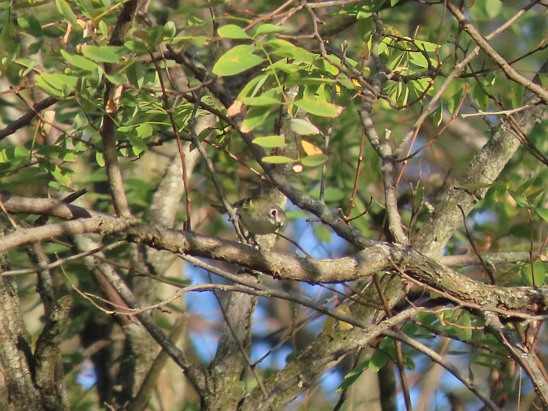 Blue-headed Vireo - ML643051532