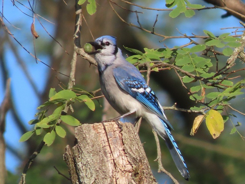 Blue Jay - ML643051545