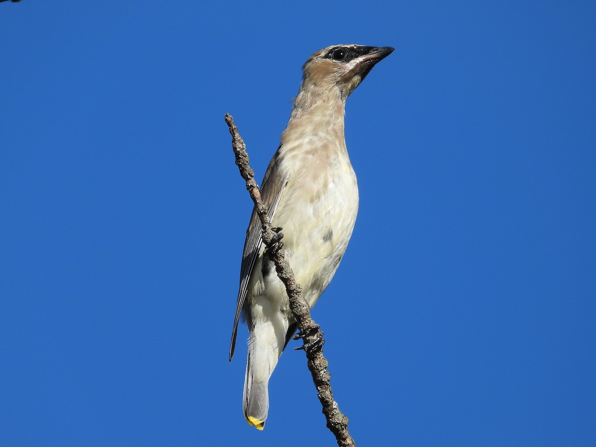 Cedar Waxwing - ML643051554