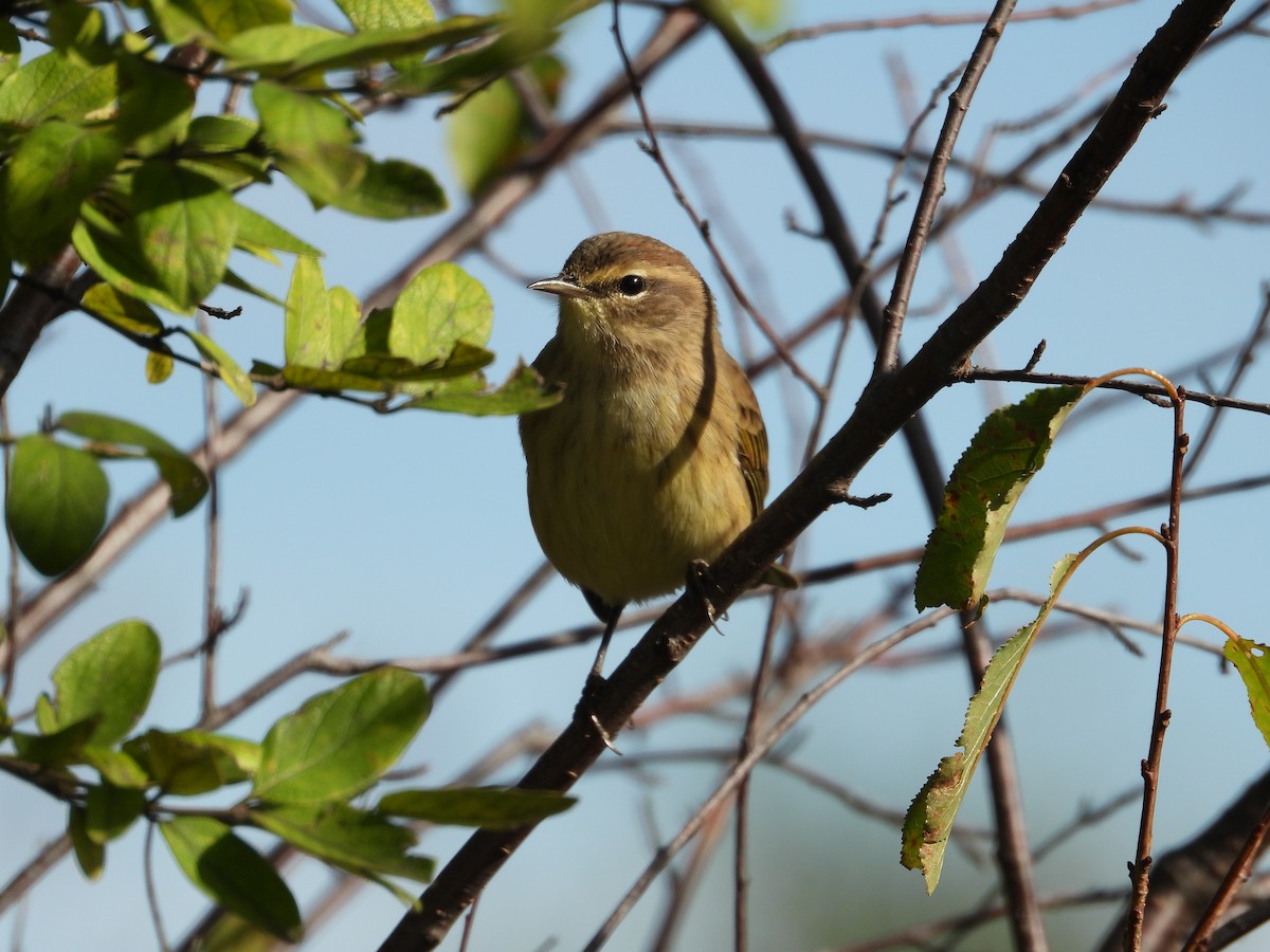 Palm Warbler - ML643051560
