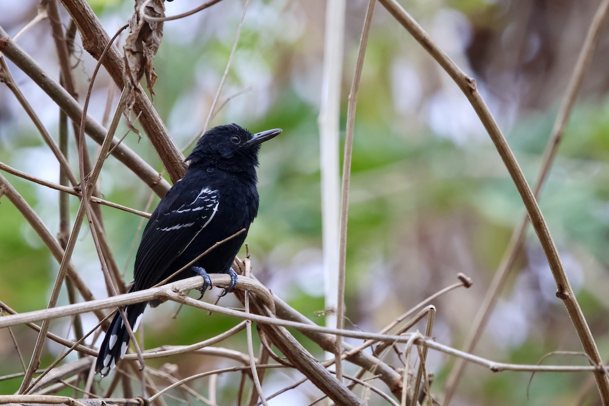 Jet Antbird - ML643051562